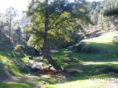 El Castañar de El Tiemblo , Un bosque mágico;senderismo en madrid rutas;excursiones senderismo mad